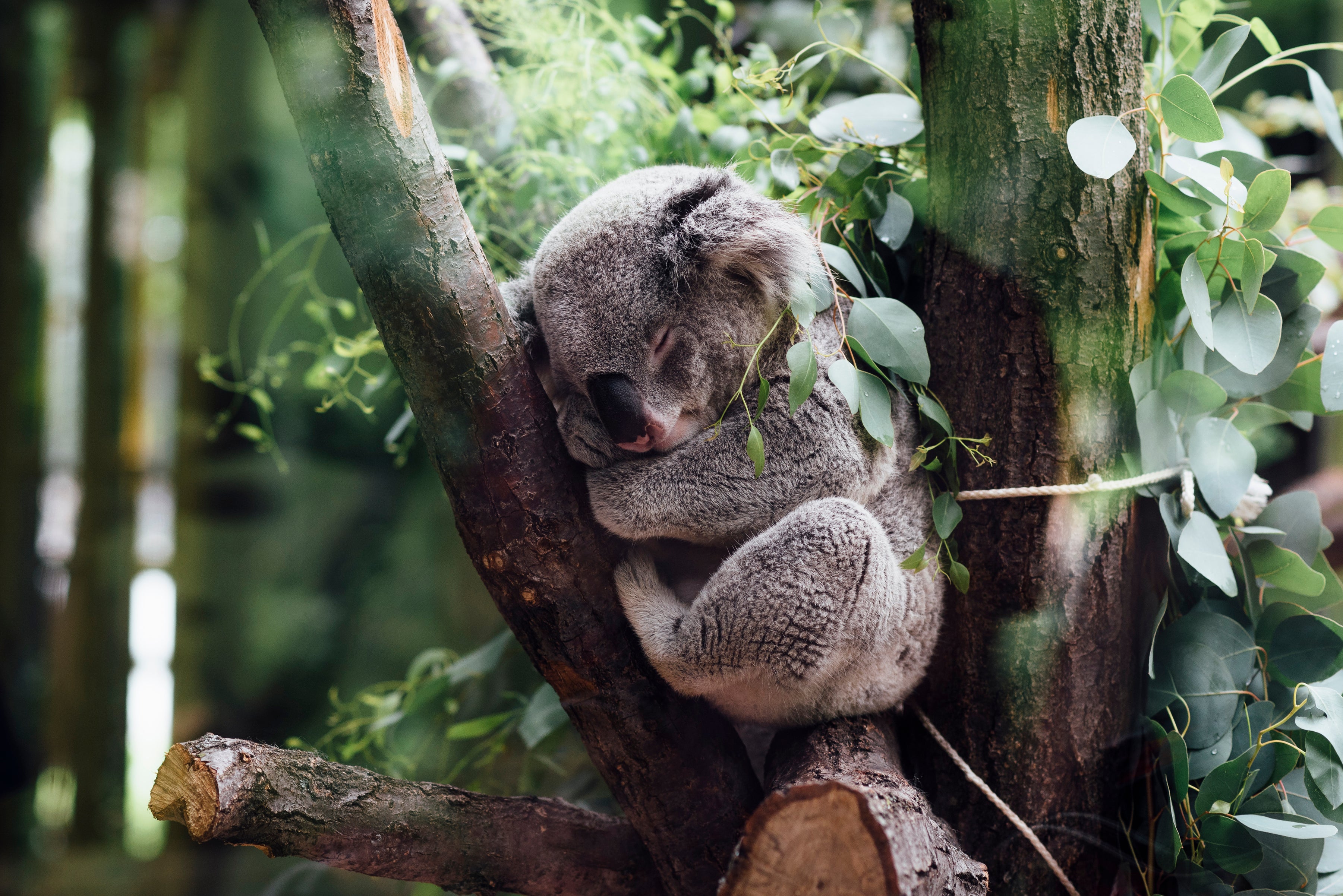 Koala | Giclée op canvas