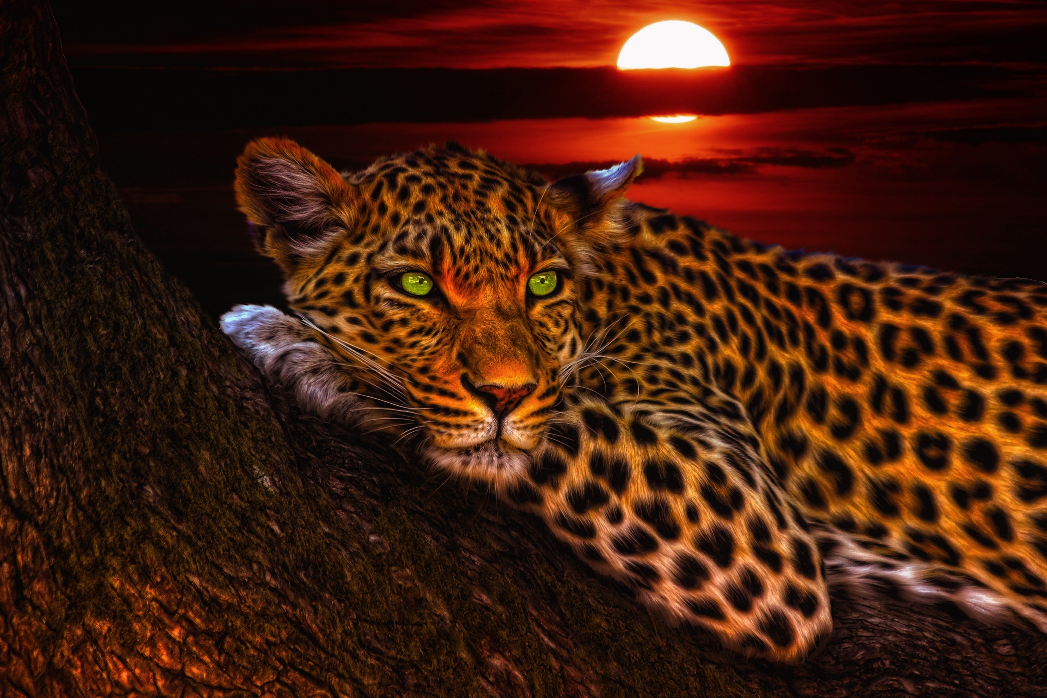 Jaguar 1 | Giclée op canvas