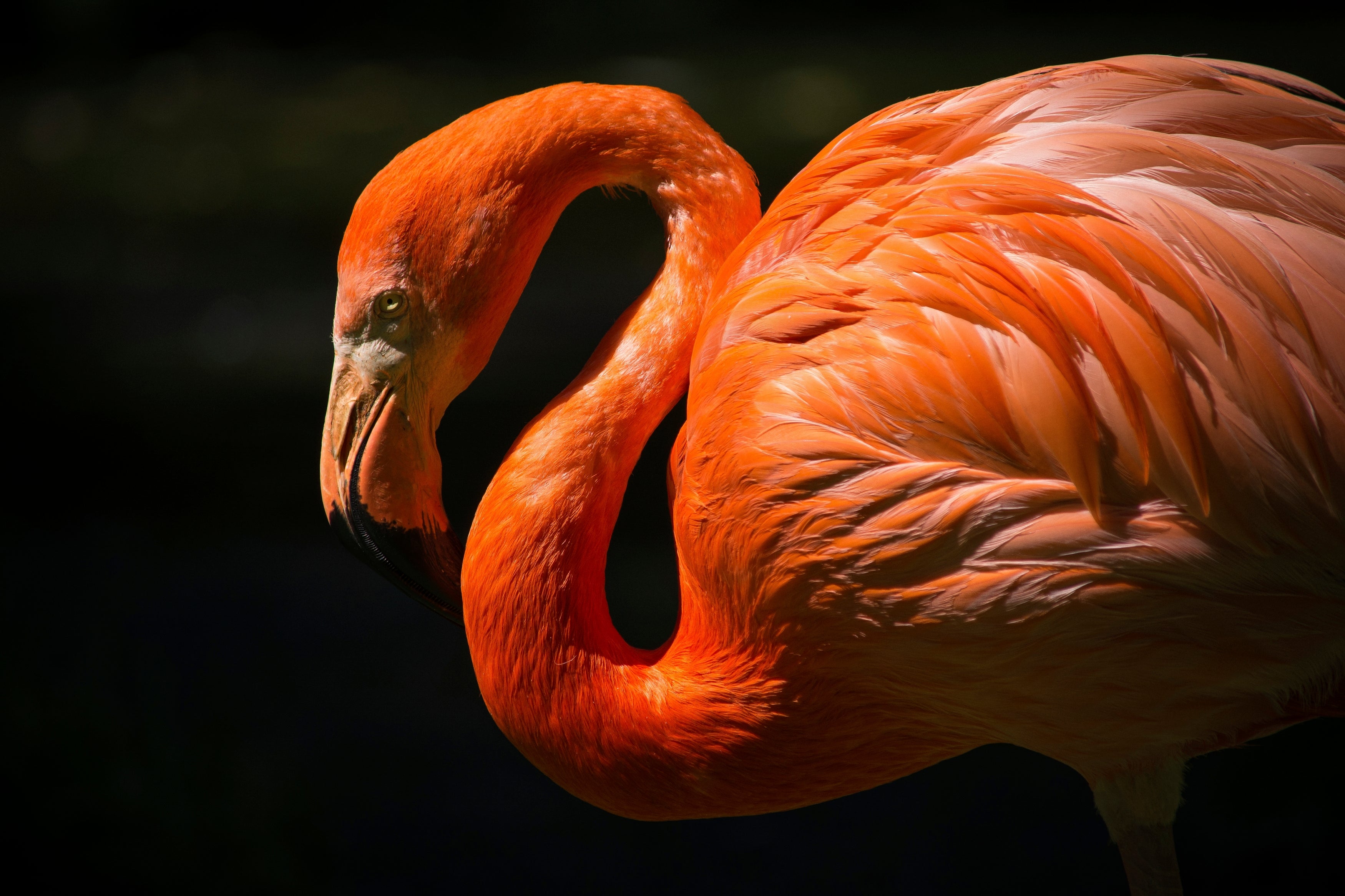 Flamingo | Giclée op canvas