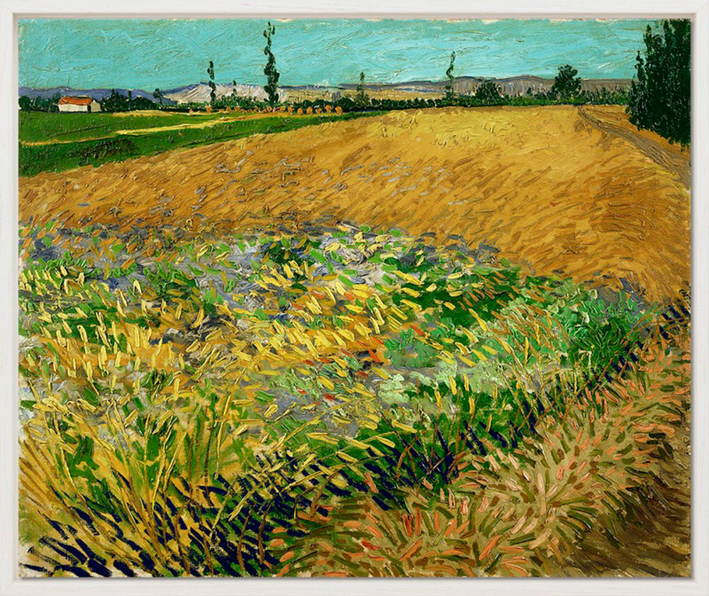 Vincent van Gogh - Korenveld | Giclée op canvas